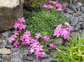 Saponaria 'Bressingham'